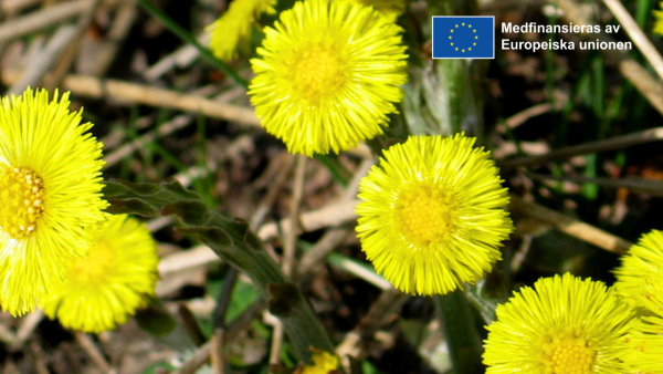 Maskrosor. EU-flaggans logotyp