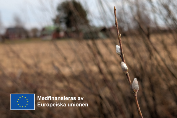 Videkisse. EU-flaggans logotyp