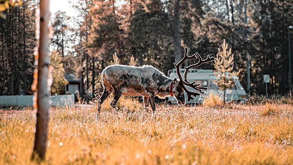 Syksyinen lappi ja poro.