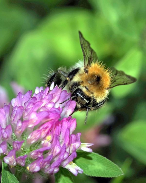 Mehiläinen apilassa