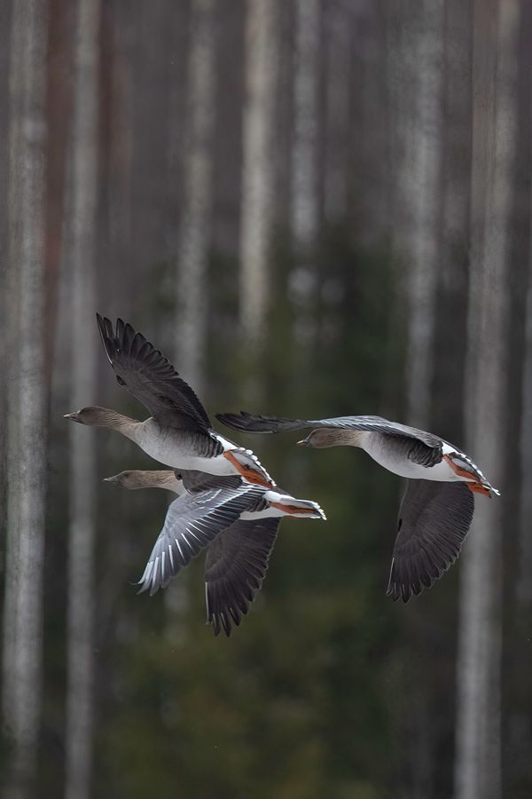 Valkokärpässieni.