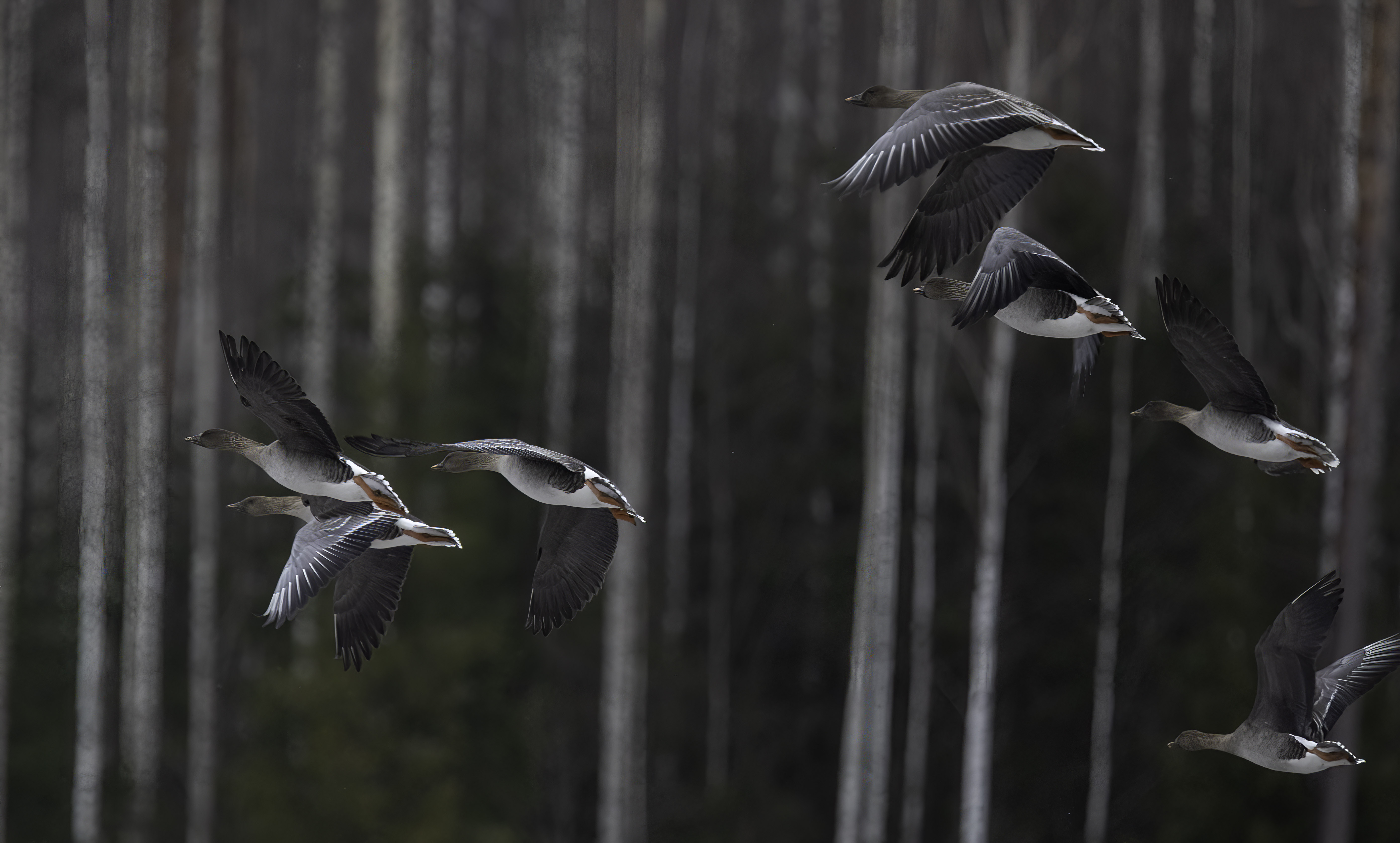 Metsähanhet lennossa.