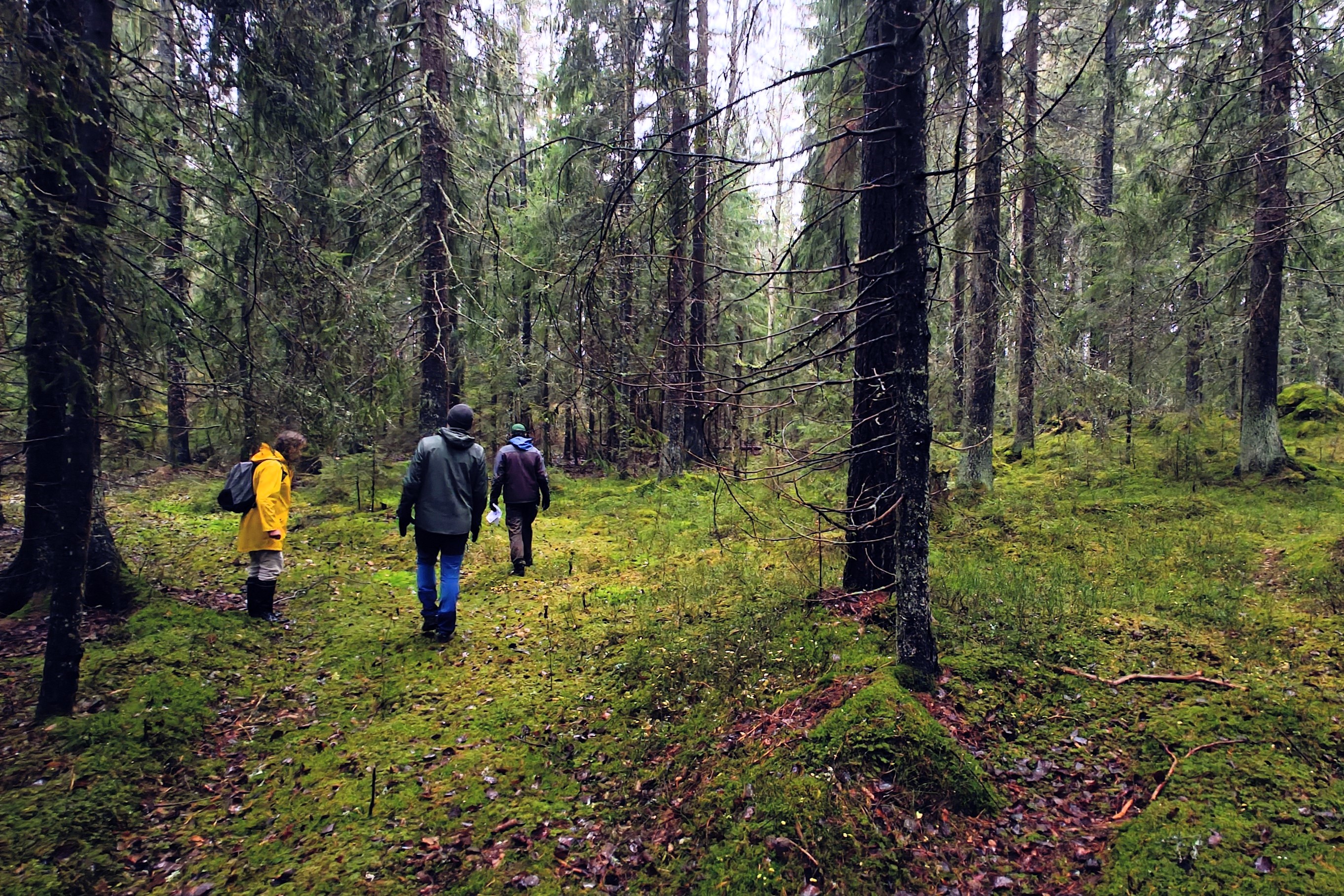 Ihmisiä kävelemässä metsässä..