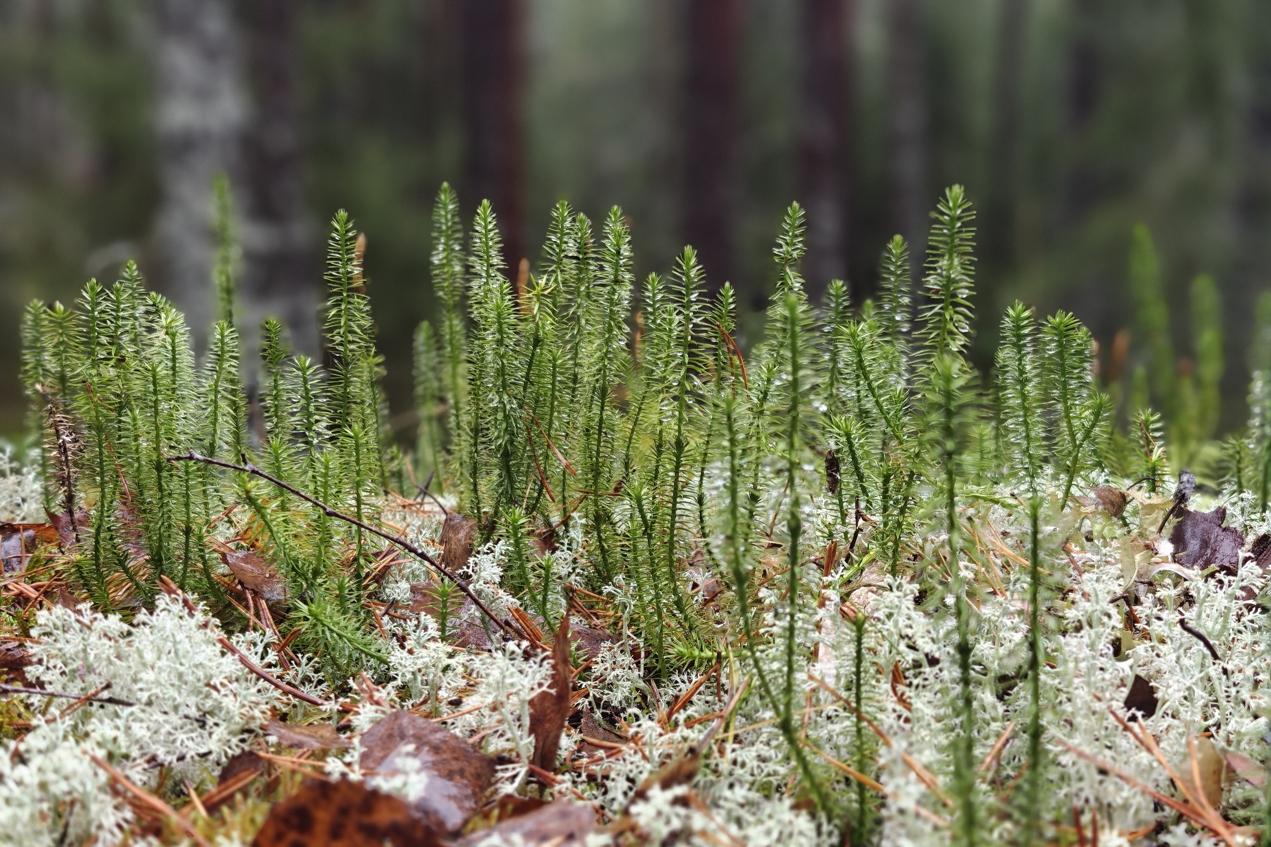 Metsäkasvillisuutta jäkälän päällä.