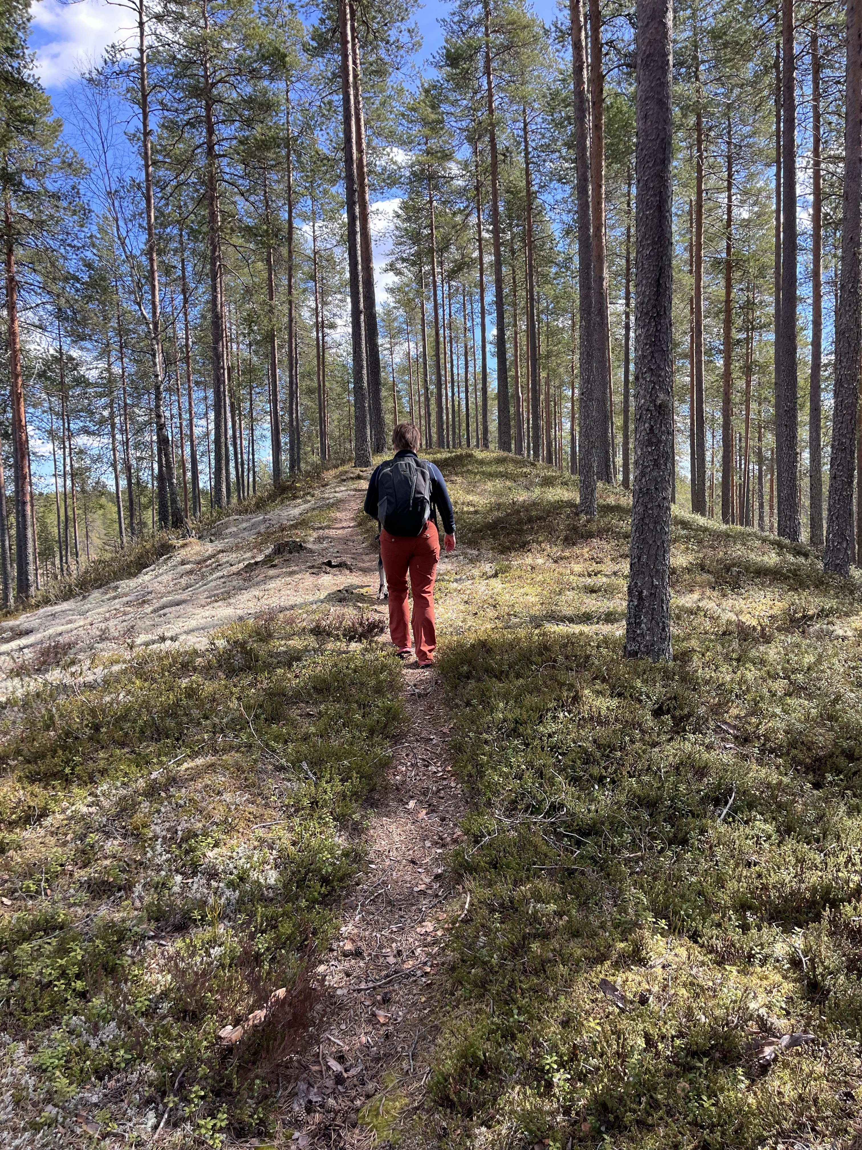 Henkilö kulkemassa polkua harjumetsässä.