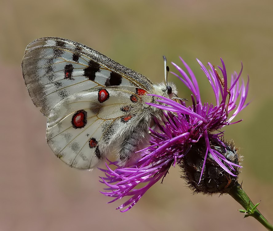 Apolloperhonen kukinnolla.