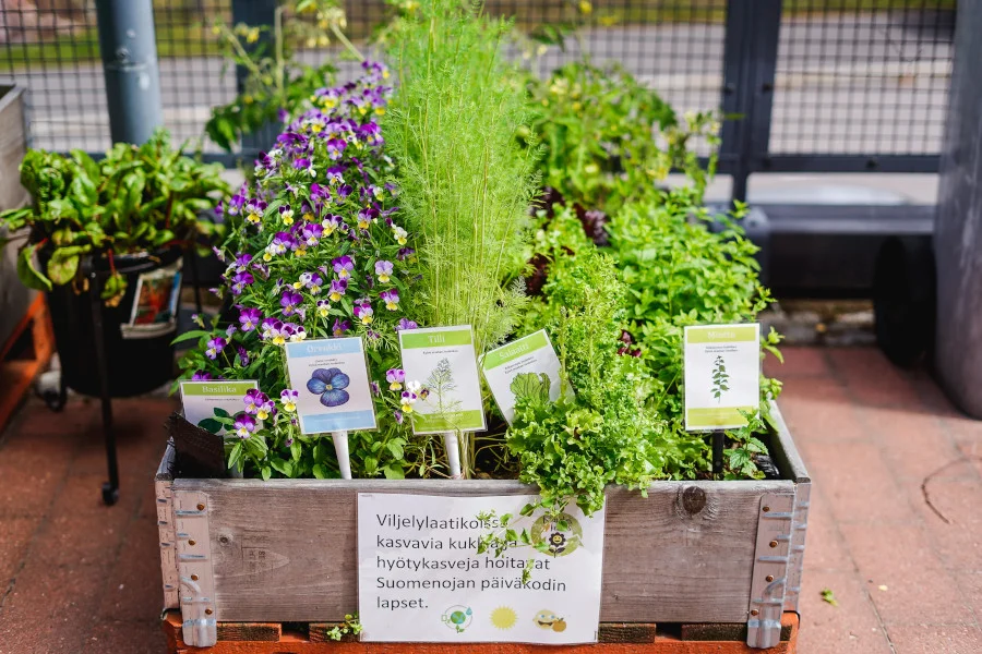 Multaiset ja terveet mukulat -hankkeen kuvassa päiväkodin viljelylaatikko.