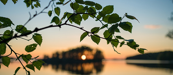 Järvimaisema ja koivunoksa.