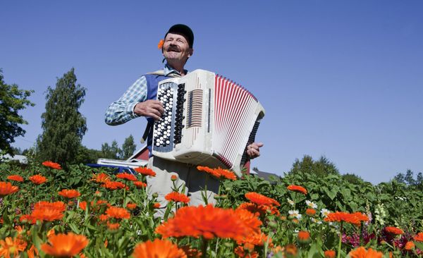 Mies soittaa haitaria kehäkukkapellossa. Taustalla sininen, pilvetön taivas.