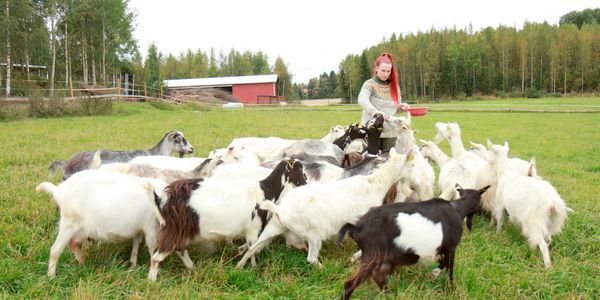 Nainen ruokkimassa vuohia.