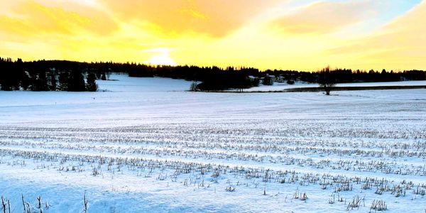 Talvinen peltomaisema.