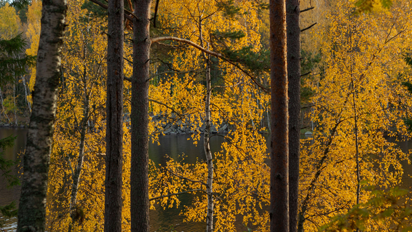 keltaisia puita kuvituskuva.