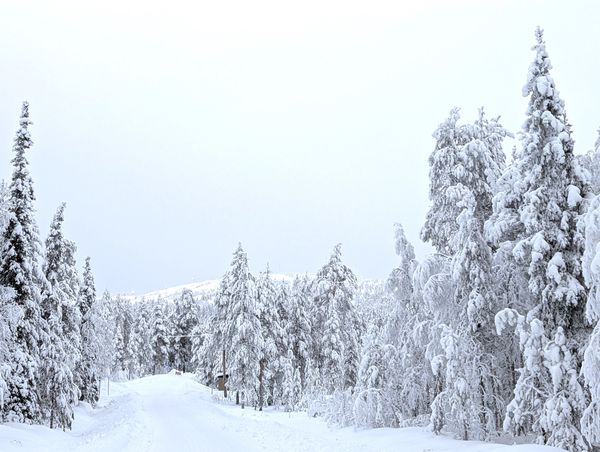 Taustalla Sallatunturi, etualalla lumipeitteisiä kuusia,